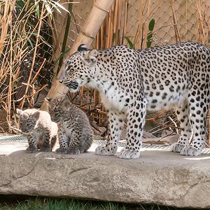 leopard DSC 3645