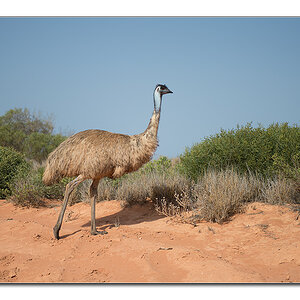 emu1
