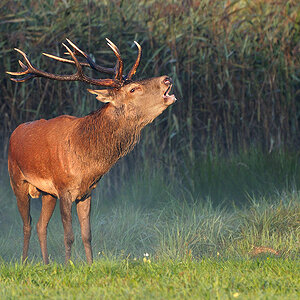 DSC3491neukleinnff