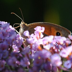 DSC 3784 crop