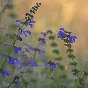 47900blumen