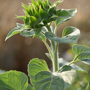 112sonnenblume