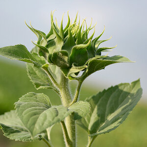 114sonnenblume