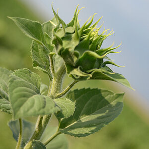 115sonnenblume