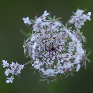 3461024blumen