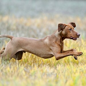 Magyar Vizsla
