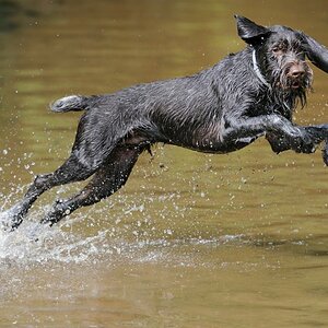 Hundeaction