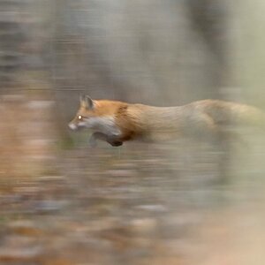 Fuchs
