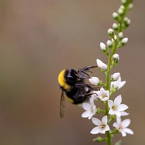Hummel