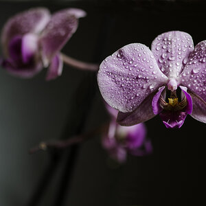 Orchidee