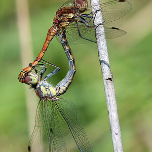 Heidelibelle Große 2013 08 29 00