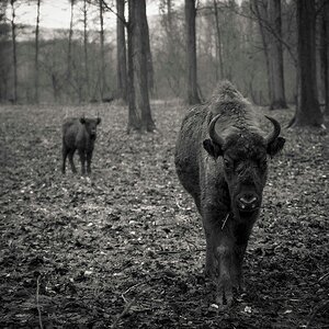 wisent DSC 5727