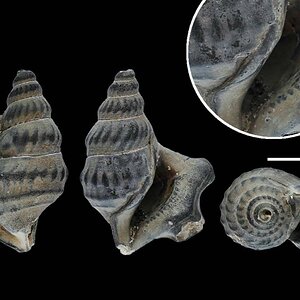 APO09 Aporrhais (Aporrhais) dingdensis MARQUET GRIGIS & LANDAU 2002 22,3x17,5 mm s800