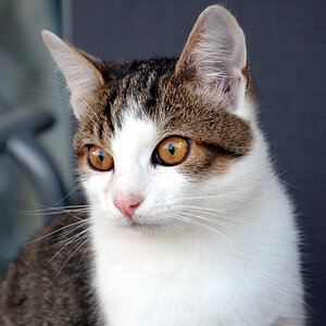 Katze 001.1000.240
