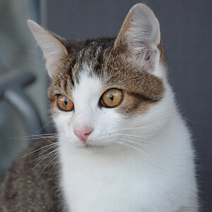 Katze 001.1000.240.oK