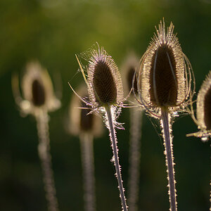 232wildekardeweberdistel