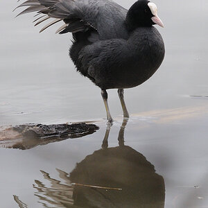 Teichhuhn WoehrderSee 06