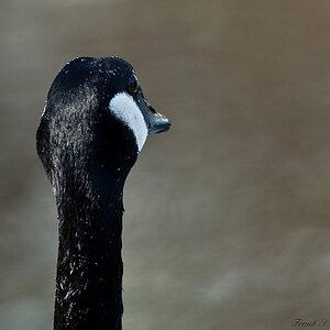 Gans1