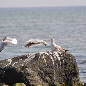 Möwe duck dich