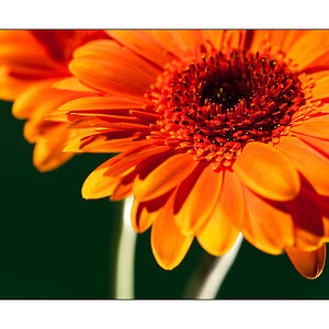 Orange Blumen 1
