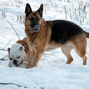 Schnee II