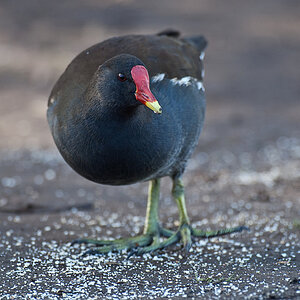 Deutschland Vogel1
