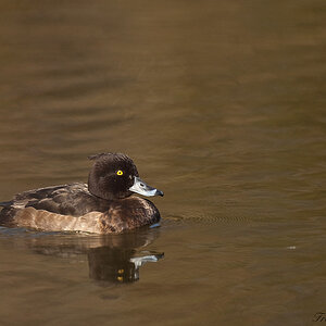 Ente2