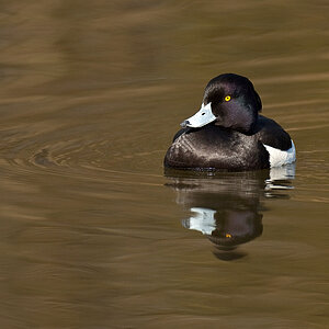 Ente3