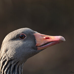 Gans11
