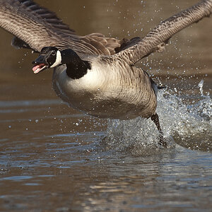 Gans41