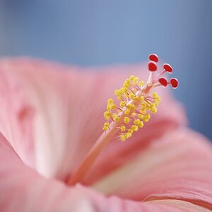 Hibiskus STA5693