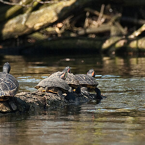 Schildkröte21