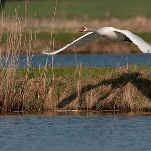 Bi Kastenweiher  DSC 8258 11. April 2009 007