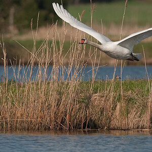 Bi Kastenweiher  DSC 8259 11. April 2009 008