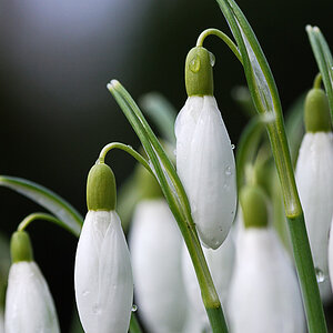 blume2