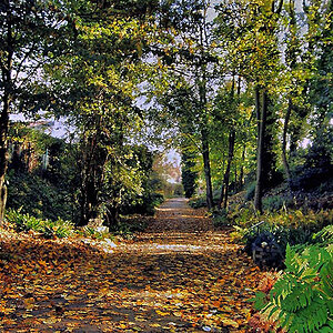 weg durch den wald