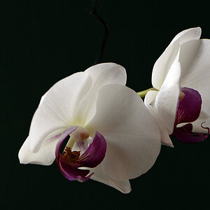 Orchidee 1