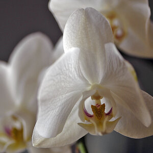 Orchidee 3