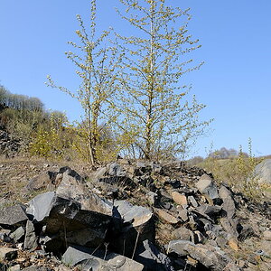 Steinbruch006