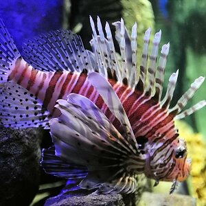 Feuerfisch