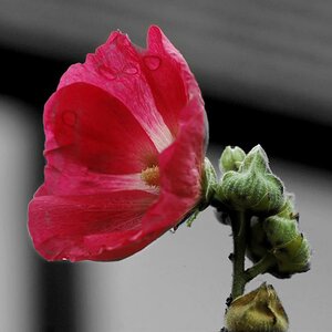 Stockrosenblüte
