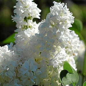 Bild  031