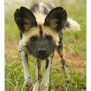 Wilddogportr5