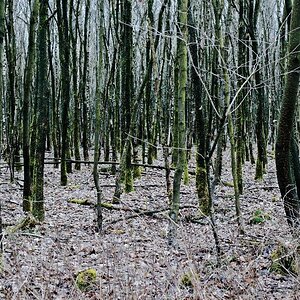 jungwald