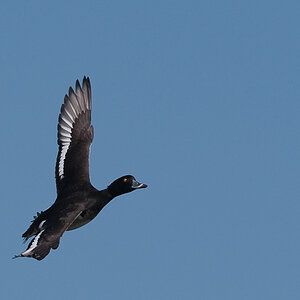 Bi Kastenweiher  DSC 8495 12. April 2009 012