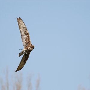 Tamron DSC 0772