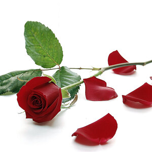 rose 045bearbeitet