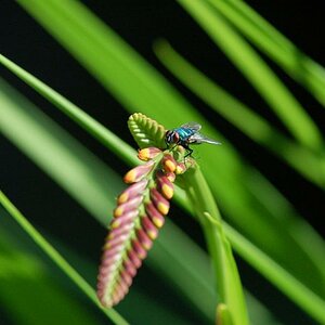 Nikon 50 Fliege