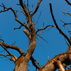 toter Baum 2