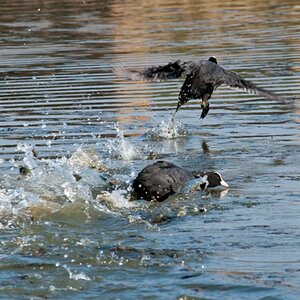 Zoo Gelsenkirchen
"Auf und davon"